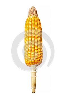 Mature corn cob isolated on white