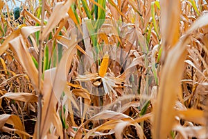 Mature corn among dry corn fields represents the culmination of hard work and nature\'s ability to thrive even in challenging