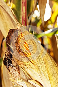 Mature corn shortly before harvest