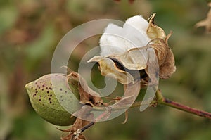 Mature cotton