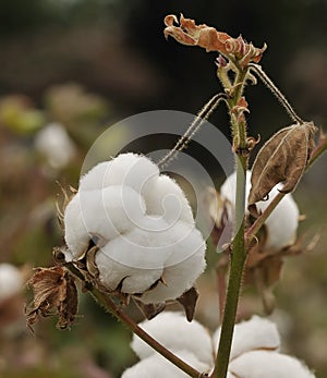 Mature cotton