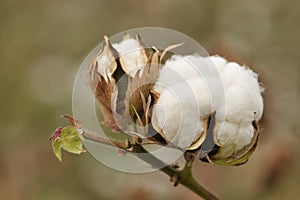 Mature cotton