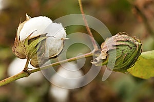 Mature cotton