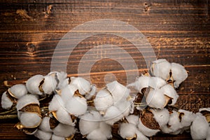 Mature cotton bowls on a wooden background