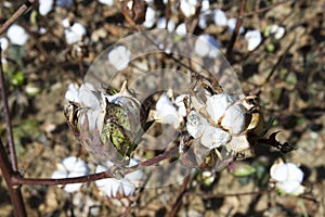 Mature cotton plant