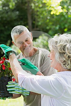 Mature couple engaged in gardening