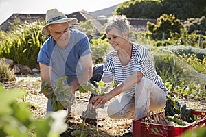 Mature Couple Harvesting Beetroot On Community Allotment