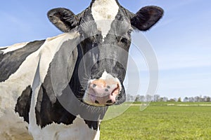 Mature cow, black and white curious close up face in front view, milk cattle black and white, a pink nose and blue sky
