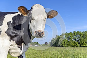 Mature cow, black and white curious in a green field, blue sky looking at camera