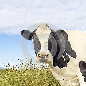 Mature cow, black and white curious looking at camera, livestock, in a green field, blue sky