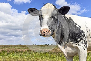 Mature cow, grey and white gentle looking soft, pink nose, in front of a field and cloudy blue sky
