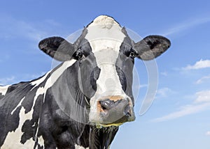 Mature cow, head black and white looking friendly, pink nose, in front of a blue sky