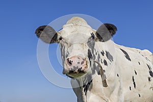 Mature cow head, black and white spotted, grumpy looking, pink nose, dairy milk stock in front of a blue sky