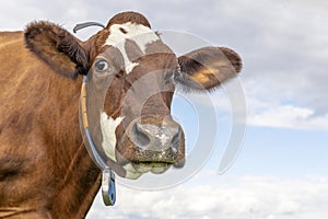 Mature cow head, red and white gentle surprised looking, portrait in front of a blue sky