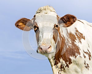 Mature cow portrait, white and red mottled and pink nose looking happy in front of a blue sky