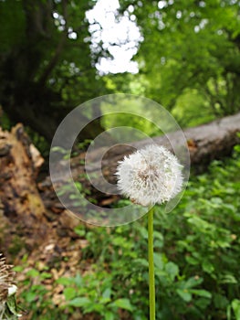 mature dandelion in a forrest