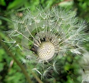 Mature dandelion seeds wings release