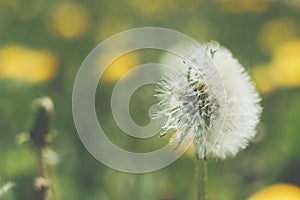 Mature dandelions on a meadow