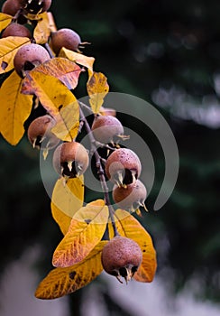 Mature delicious medlar