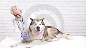 Mature doctor examining big domestic dog by stethoscope