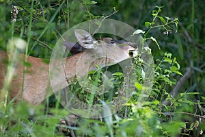 Mature doe calmy eats in the woods on a sunny day in the park