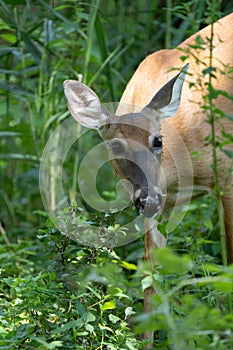 Mature doe calmy eats in the woods on a sunny day in the park