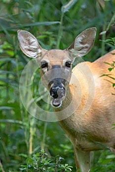 Mature doe calmy eats in the woods on a sunny day in the park