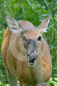 Mature doe calmy eats in the woods on a sunny day in the park