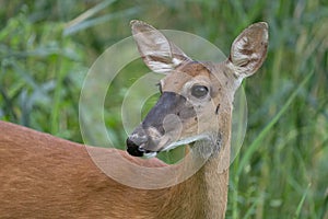 Mature doe calmy eats in the woods on a sunny day in the park