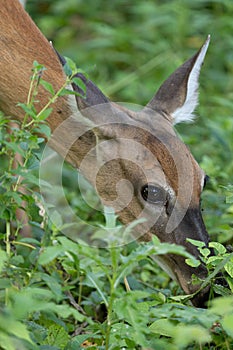 Mature doe calmy eats in the woods on a sunny day in the park