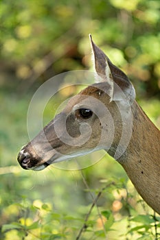 Mature doe calmy eats in the woods on a sunny day in the park