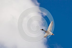 Mature drake mallard in flight against a bright blue sky