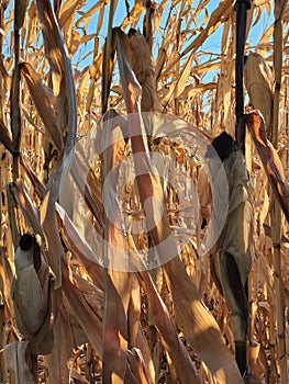 Mature dry corn stalks. Field with dry ripe corn