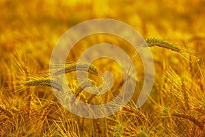 The mature, dry ear of golden wheat in the drops after rain in a field at sunset.