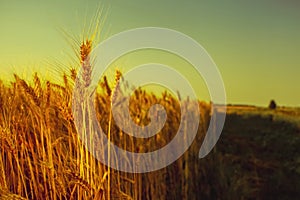 The mature, dry ear of golden wheat in a field at sunset.