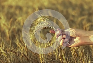 Mature, dry ears of golden wheat in a field at sunset in his hand agronomist.