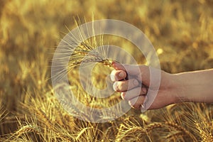 Mature, dry ears of golden wheat in a field at sunset in his hand agronomist.