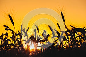 Mature, dry spikelets of wheat gold color close-up in the field on a background sunset.