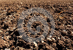 Mature ear of corn lying on the field