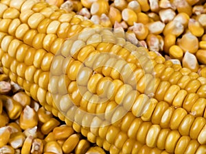 Mature ear of maize with rows of kernels, close up