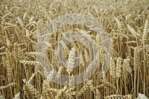 Mature ears of wheat close up on a cloudy day