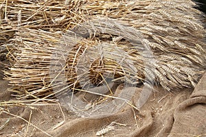 Mature ears of wheat on jute fabric