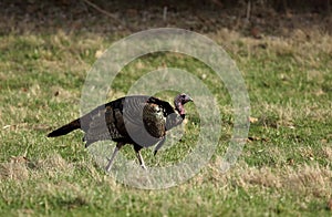 Mature Eastern wild turkey gobbler