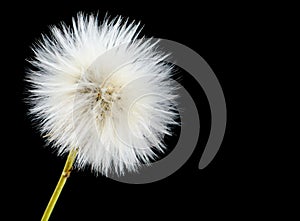 Mature efflorescing poisonous sonchus arvensis on black as dandelion photo