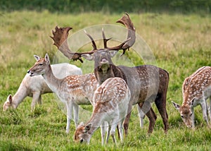 Fallow Deer Buck - Dama dama with his harem. photo