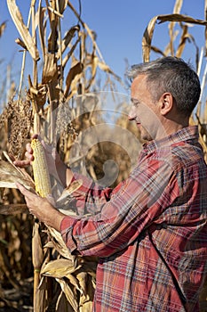 Mature Farmer Checking Ripeness of Corncob on Corn Field