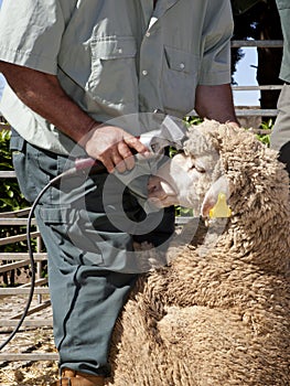 Mature farmer shearing sheep with clipper