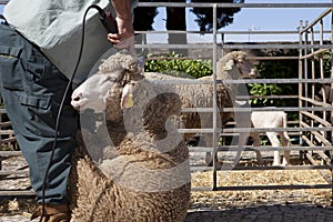 Mature farmer shearing sheep with clipper