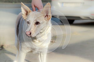 Mature female dog with a pink nose outdoors standing in the street. Mix German shepherd and husky closeup