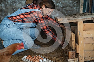 Mature female farmer picking up fresh eggs in henhouse